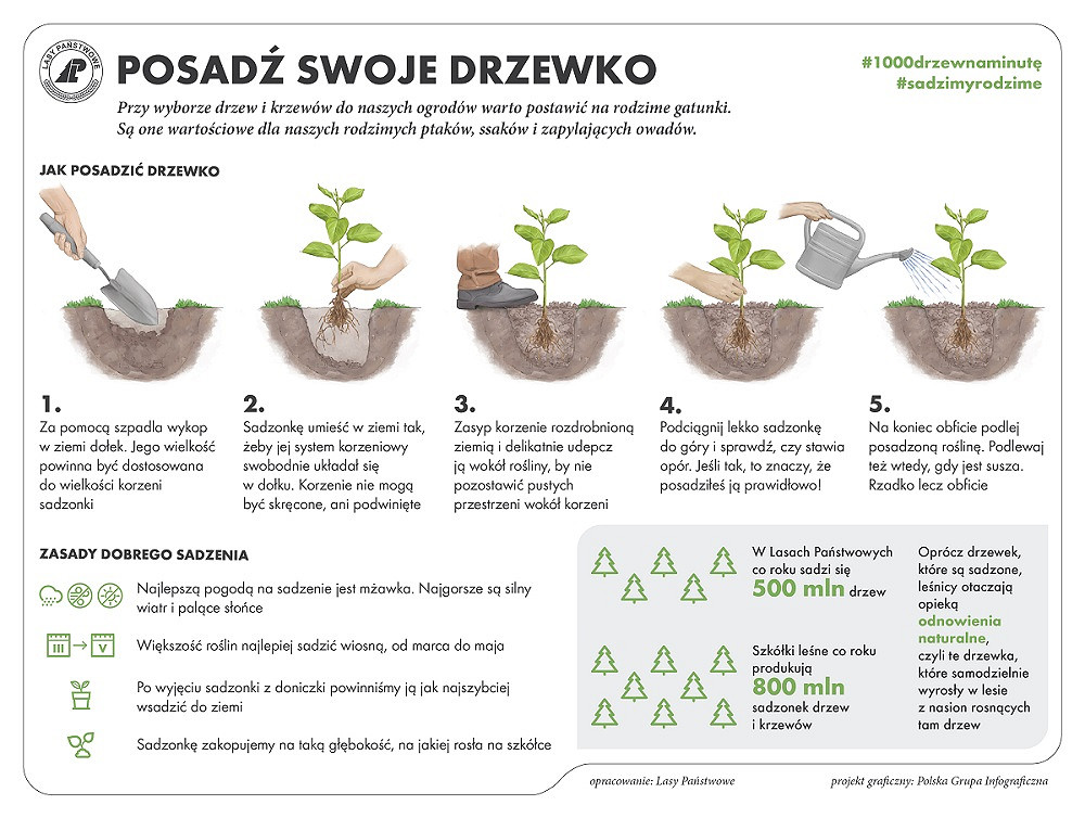 SadziMY las - zdjęcie w treści artykułu