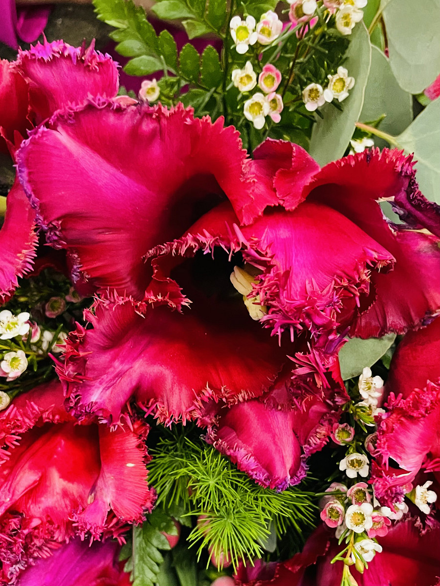 AD_tulipan_pion_IMG_4225.jpg [889.52 KB]